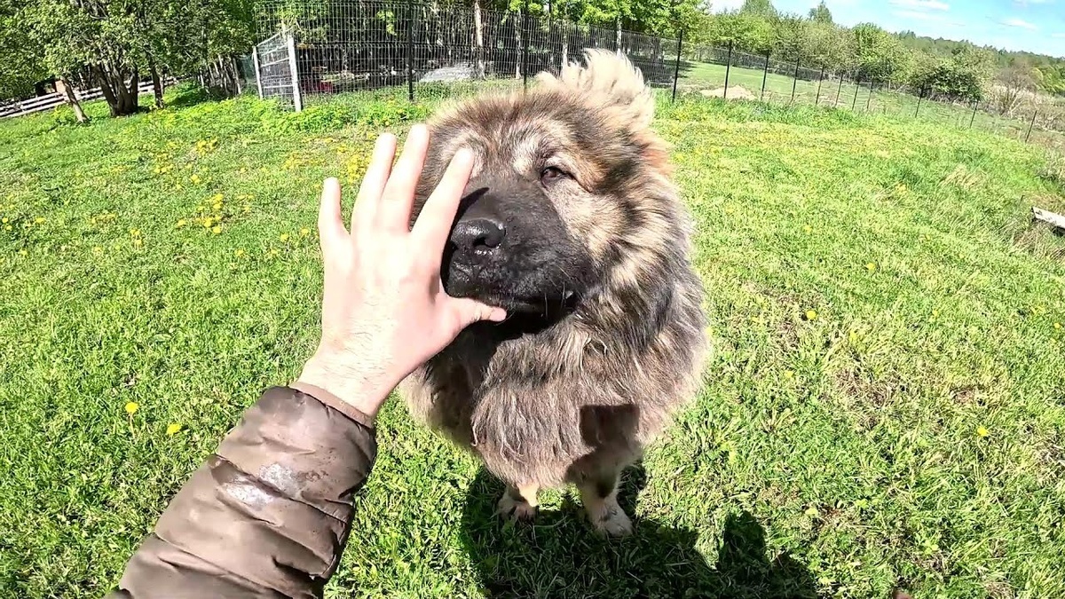 Но при правильном воспитании лучшего охранника и защитника не найти.