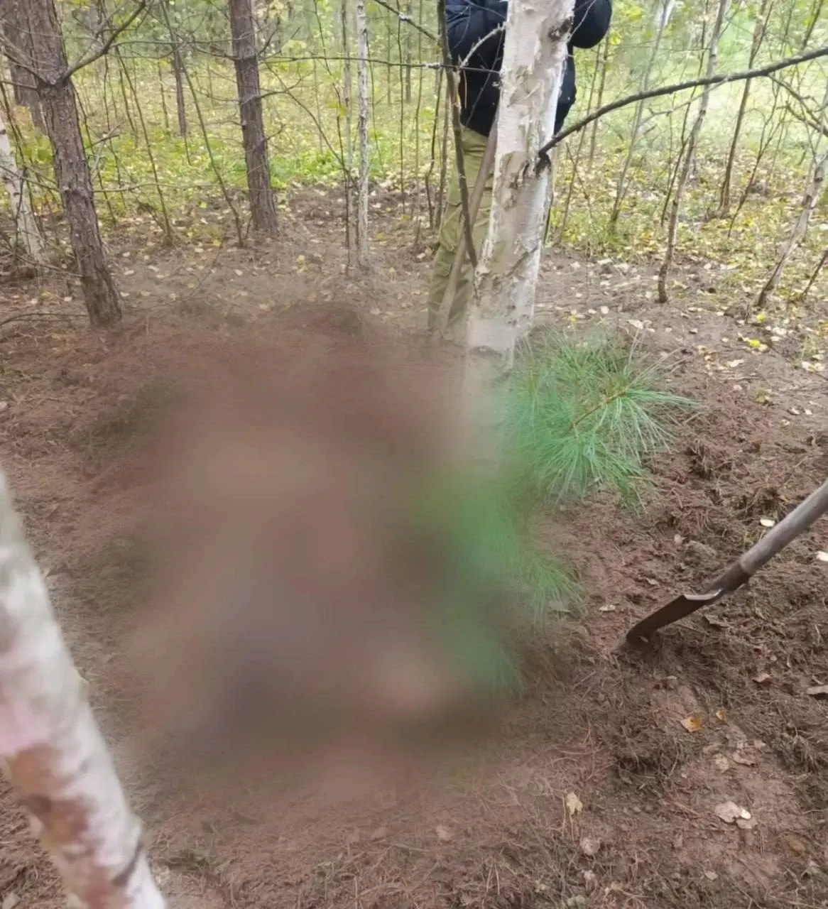 Трагедия в Красноярском крае: медведь стал причиной гибели двух грибников