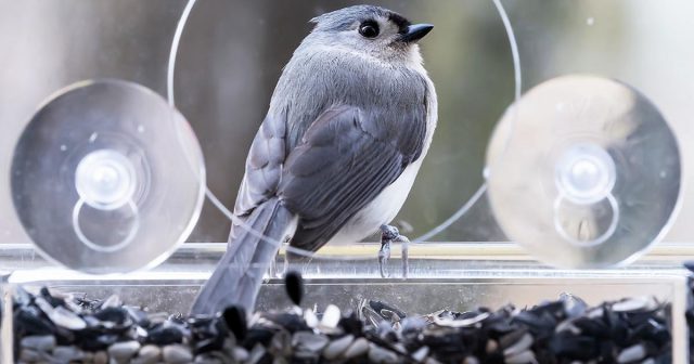 21 крутой гаджет, который сделает ваш сад и работу в нем проще